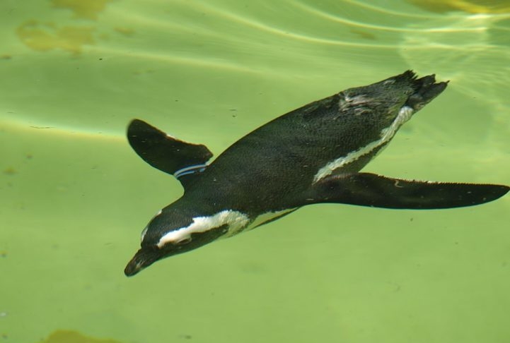 O pinguim-de-magalhães vive em bandos e pode atingir a velocidade de 25 km/h quando está nadando. Reprodução: Flipar