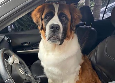 Capuccino passeia de carro. Foto: Reprodução Instagram @anamariabragaoficial