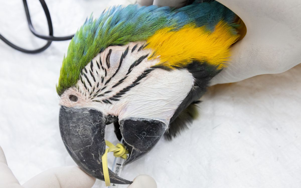 Araras-canindés voltam à Floresta da Tijuca após dois séculos de extinção. Foto: Divulgação/Flavia Zagury