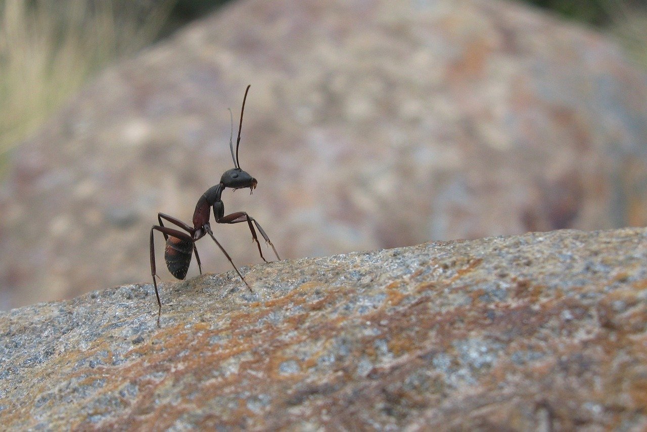 O tempo de vida das formigas varia. As operárias vivem entre 3 meses e 3 anos. As rainhas podem chegar a 20 anos. Os machos morrem após a cópula.  Reprodução: Flipar