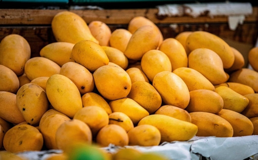 Fruta tropical e refrescante, a manga se espalha por vários países e pode trazer inúmeros benefícios à saúde. Reprodução: Flipar