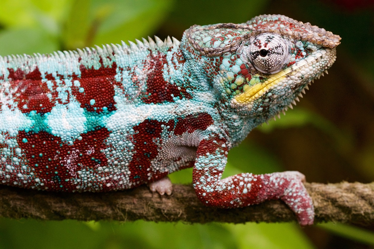 Na simbologia de algumas tribos africanas, o camaleão é um animal sagrado, visto como o criador dos primeiros homens. Nunca é morto, e quando é encontrado no caminho, tiram-no com precaução, com medo de maldições Reprodução: Flipar