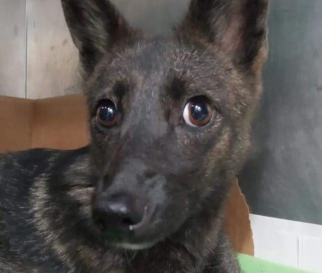 Em 2021, o graxaim-do-campo ganhou destaque nas redes devido a um caso inusitado:  a descoberta de um animal híbrido - fruto do cruzamento de um cão com um graxaim-do-campo, também conhecido como raposa-dos-pampas -  por pesquisadores do Rio Grande do Sul.  Reprodução: Flipar