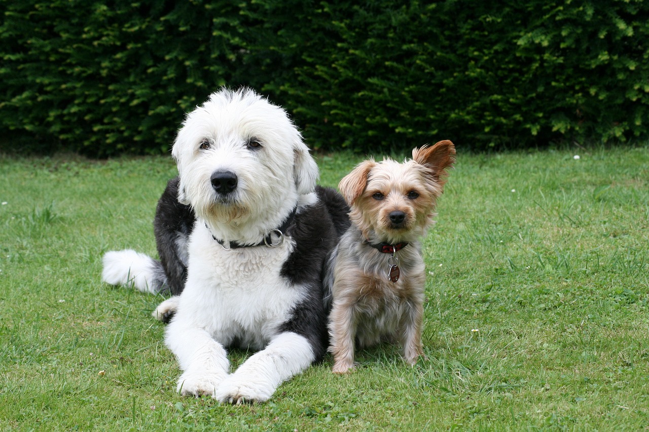 Old English Sheepdogs - Raças de Cães