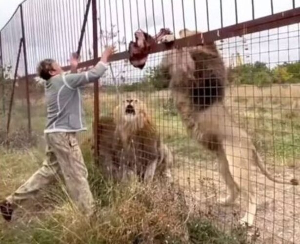 A tratadora de um dos maiores parques de safári da Europa foi morta por leões, ao entrar num espaço reservado para cuidados com os animais. Leokadia Perevalova trabalhava no Parque Taigan, na Crimeia ocupada pela Rússia, há quase 18 anos. Reprodução: Flipar