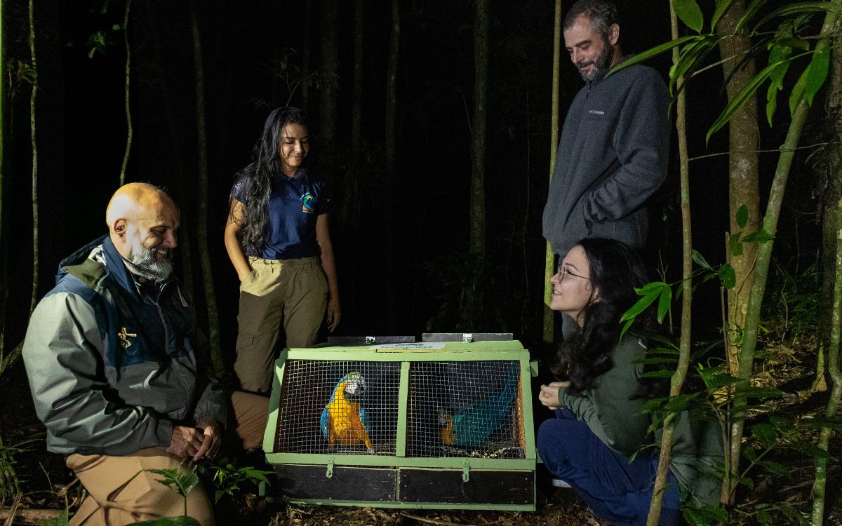Araras-canindés voltam à Floresta da Tijuca após dois séculos de extinção. Foto: Divulgação/Flavia Zagury