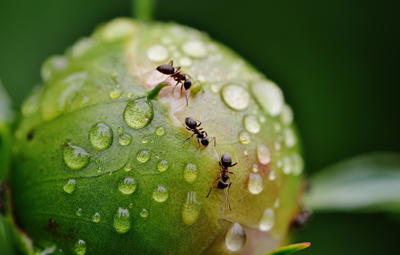 Milhares de plantas alimentam ou abrigam formigas em troca de proteção ou dispersão de suas sementes.  Por terem um alto grau de organização, elas estão em todas as partes do mundo, colonizando todos os ecossistemas, exceto nos polos.  Reprodução: Flipar