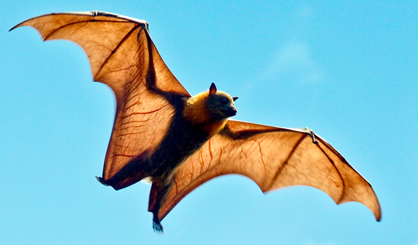 O maior morcego do mundo é o dourado-filipino, que chega a ter 1 metro de altura e 1,70 metro de comprimento com as asas abertas. Mas, apesar da aparência aterrorizante, ele só se alimenta de frutas. Inofensivo. Reprodução: Flipar