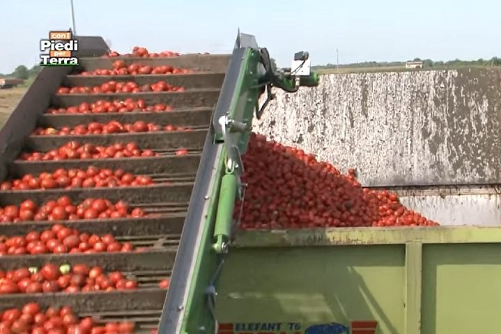 A colheita de tomates na Itália é um costume tradicional do país e acontece principalmente no verão europeu, de julho a setembro, acompanhando os ciclos de maturação dos frutos. Reprodução: Flipar