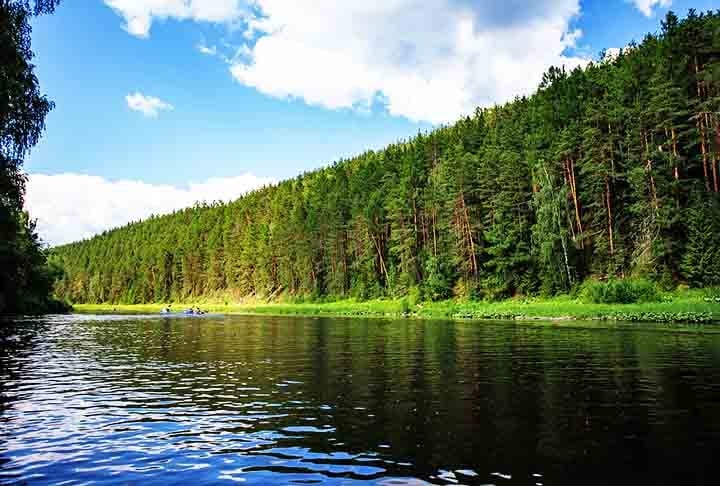 Rússia - A Taiga siberiana é a maior floresta de coníferas do mundo, com espécies como o larício, suportando climas extremos. O larício é do gênero Larix, conhecido por sua madeira resistente e folhas que caem no outono, o que a torna única entre as coníferas.  Reprodução: Flipar