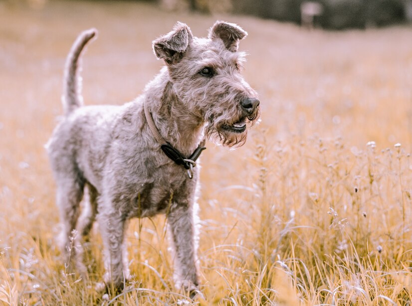 Airedale Terrier. Foto: cmophoto/Freepik