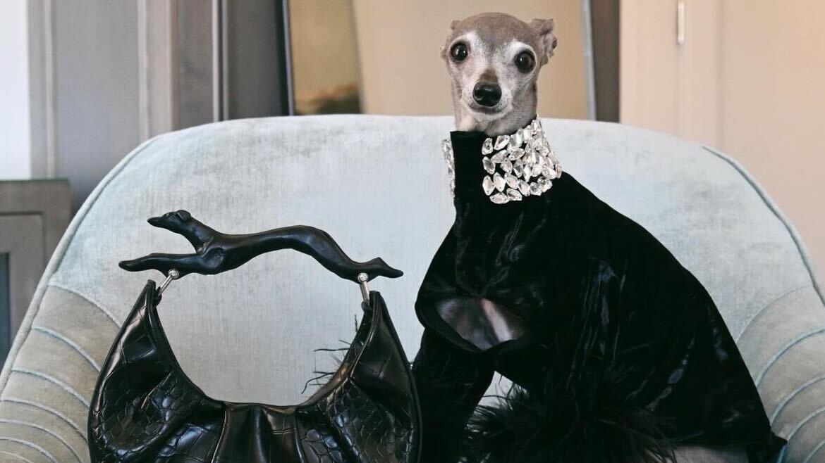 Luxuosa - A pet fashionista ousou com um vestido preto de plumas. Além da peça, ela ostentou um colar de brilhantes e usou uma bolsa, também na cor preta. Reprodução Instagram- 22.4.2024