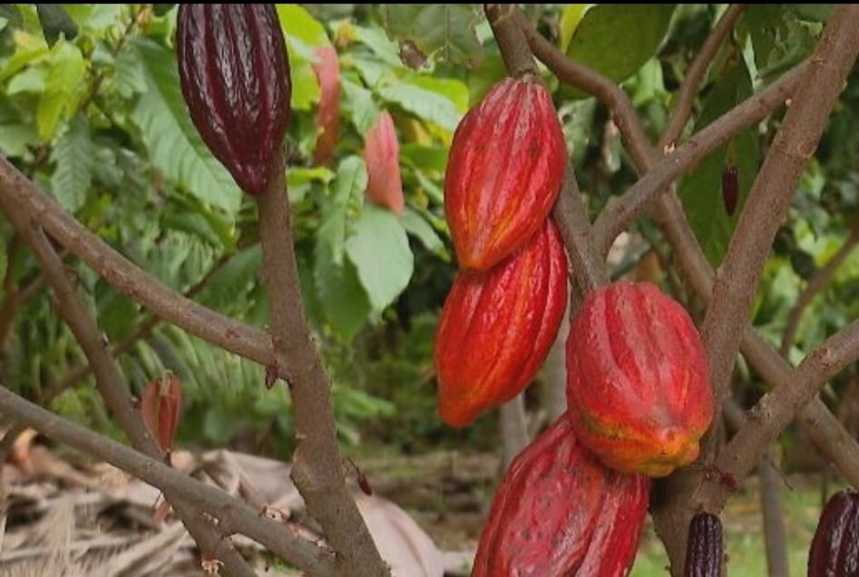 Nesta época de Páscoa, o cacau é uma estrela entre as frutas, já que serve de base para a produção de chocolate. Reprodução: Flipar