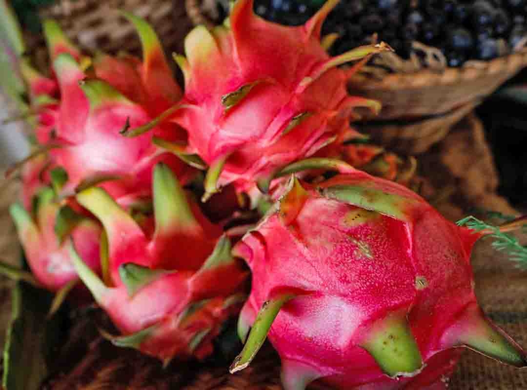 Pitaya (Hylocereus undatus) - Também conhecida como fruta-do-dragão, é originária da América Central e do México, cultivada atualmente em várias partes do mundo, incluindo a Ásia (como Vietnã, Tailândia e Malásia), Israel, Estados Unidos e Brasil.  Reprodução: Flipar