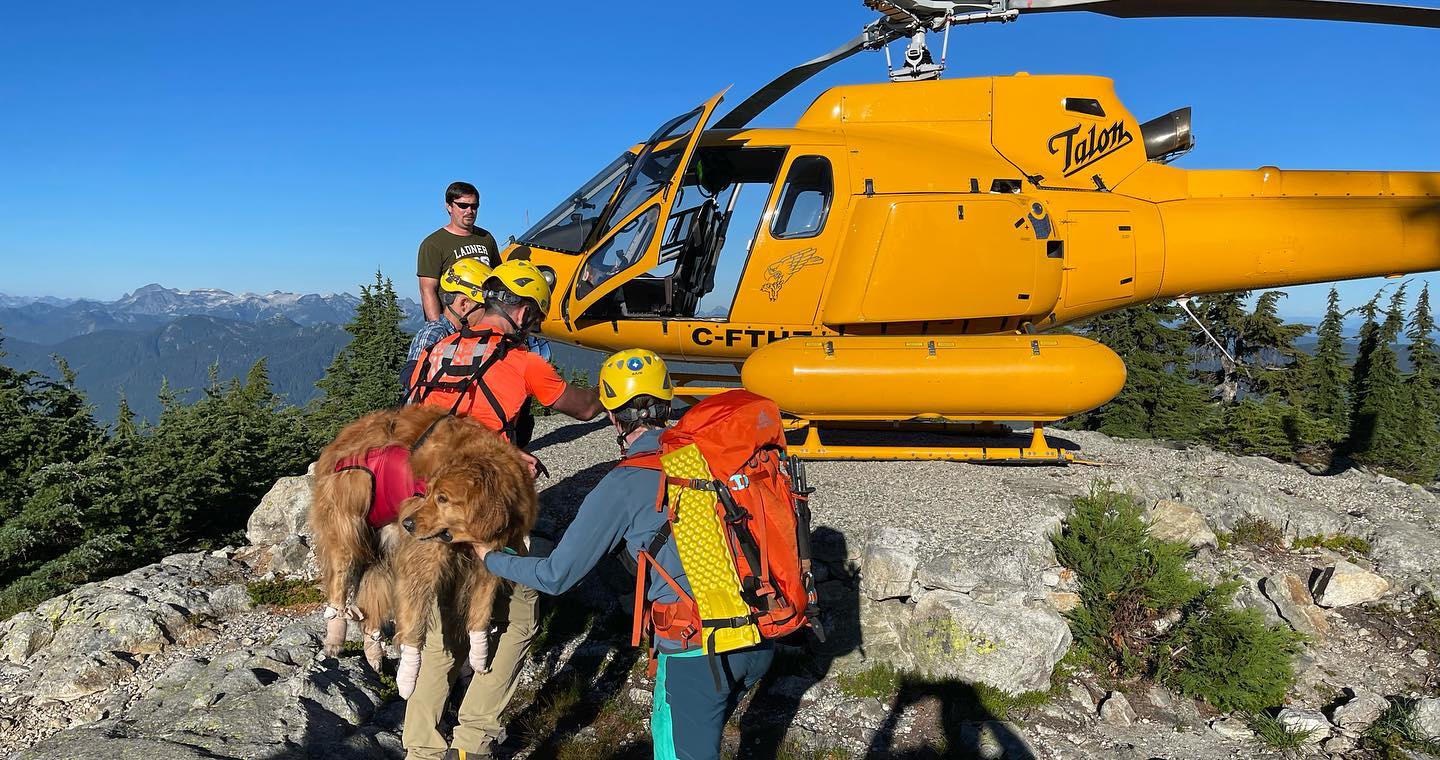 O animal foi levado até um estacionamento próximo e então encaminhado para atendimento veterinário . Foto: Reprodução/Facebook/North Shore Rescue - 17/08/2022