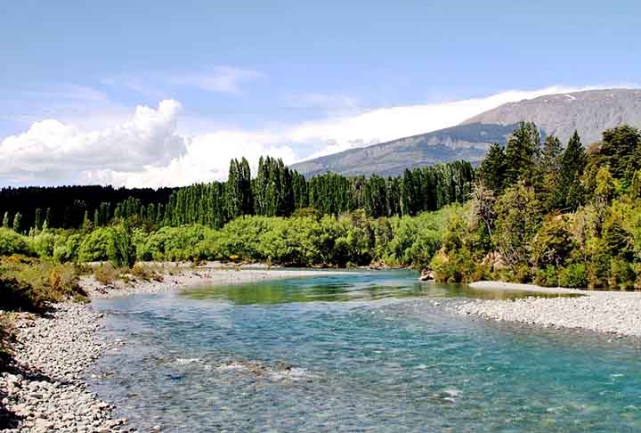 Chile - A Patagônia conta com coníferas como as araucárias, únicas e adaptadas ao clima frio e ventoso. As araucárias se destacam por sua forma imponente, com troncos retos e ramos que formam uma copa simétrica. Têm grande importância ecológica e econômica:

 Reprodução: Flipar