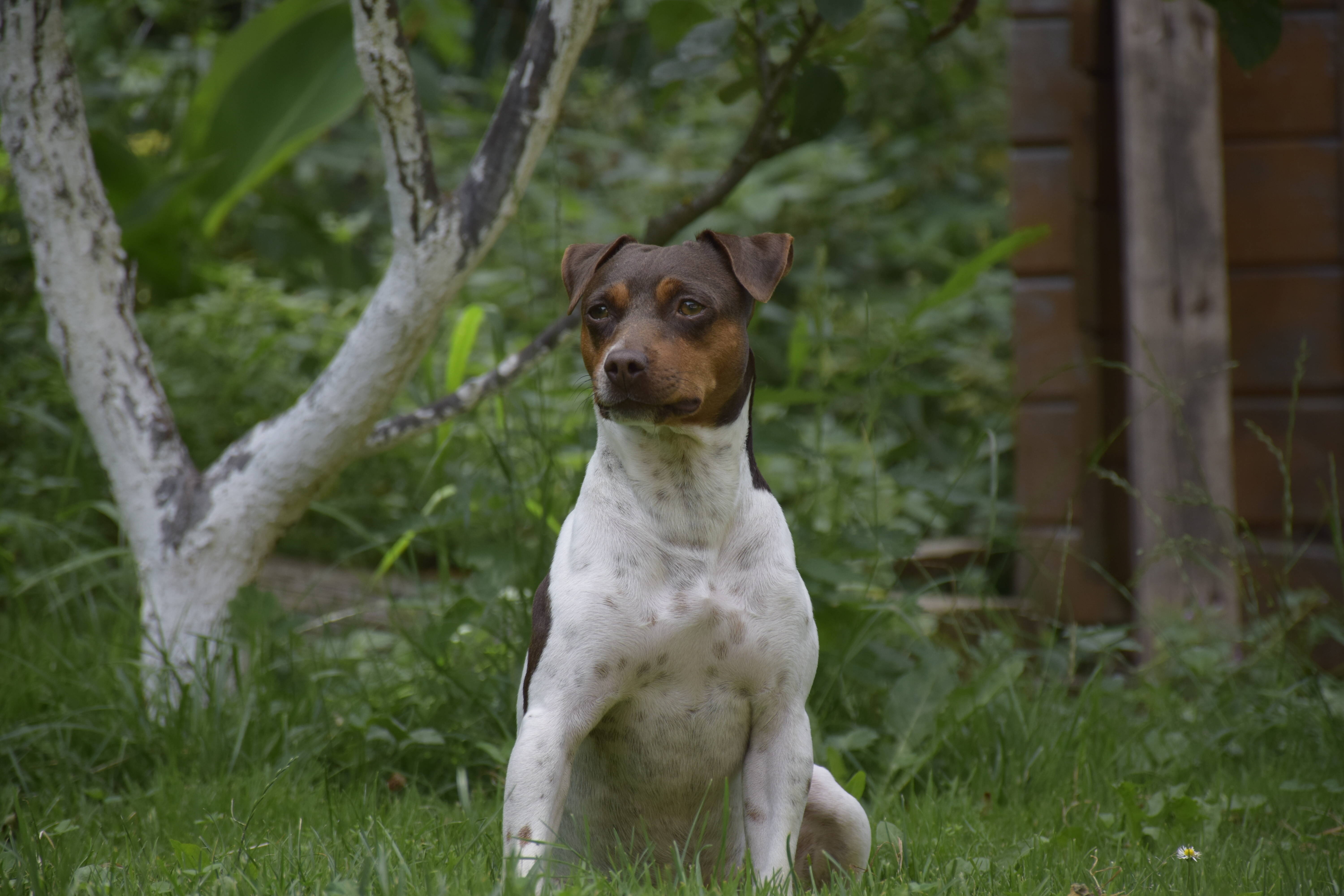 Terrier Brasileiro/ Fox Paulistinha. Foto: Reprodução/ Shutterstock