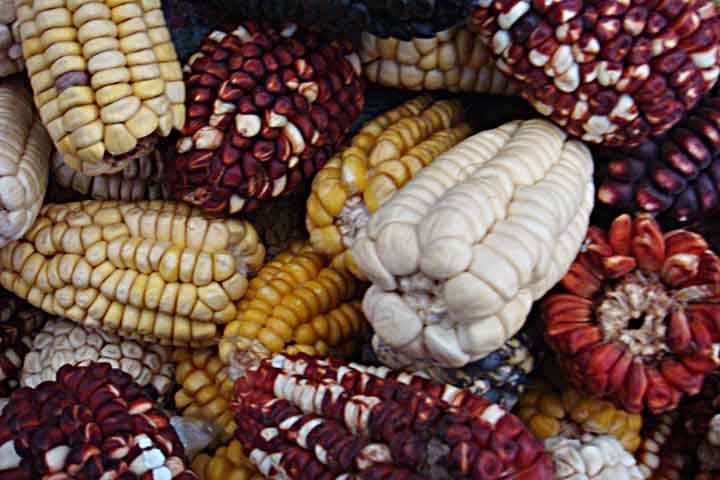 Normalmente, no Dia do Milho os agricultores realizam festivais com demonstrações de comidas típicas feitas a base deste cereal, além de concursos de artesanatos feitos com partes da espiga do milho. Reprodução: Flipar