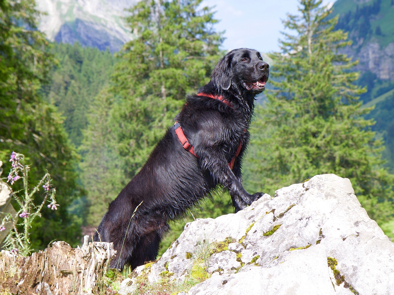 Flat-coated Retriever. Foto: FotoEmotions/Pixabay