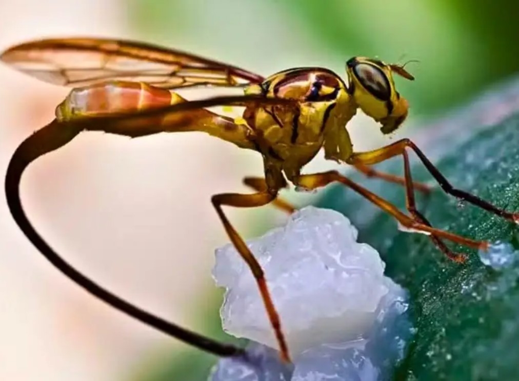 O estudo envolveu três insetos-praga que já causam danos importantes em outros países: a mosca-das-frutas (Bactrocela Dorsalis), a mosca-das-frutas-do-mamão (Anastrepha Curvicauda - foto) e traça europeia dos cachos de videira (Lobresia Botrana). 

 Reprodução: Flipar