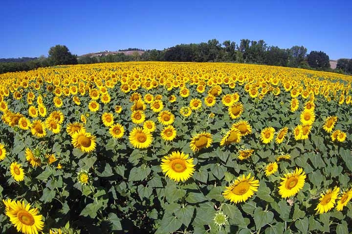 6- Campos de girassol da Toscana, Itália - Eles estão localizados em várias cidades da região, como San Gimignano, Volterra e Pienza. Reprodução: Flipar