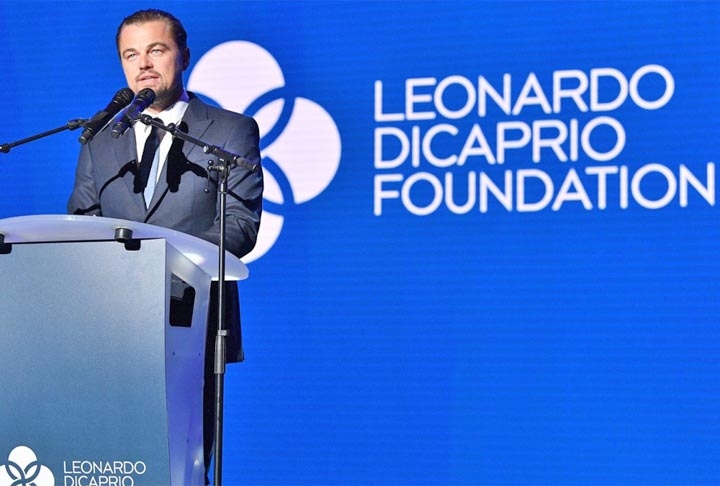 Diante da ameaça, a Re:Wild, entidade de defesa do meio ambiente do ator Leonardo DiCaprio, se juntou com a Colossal Biosciences, empresa que tem especialistas em edição de genes e biologia computacional. Uma das ideias é conseguir a reprodução assistida de vaquitas.  Reprodução: Flipar