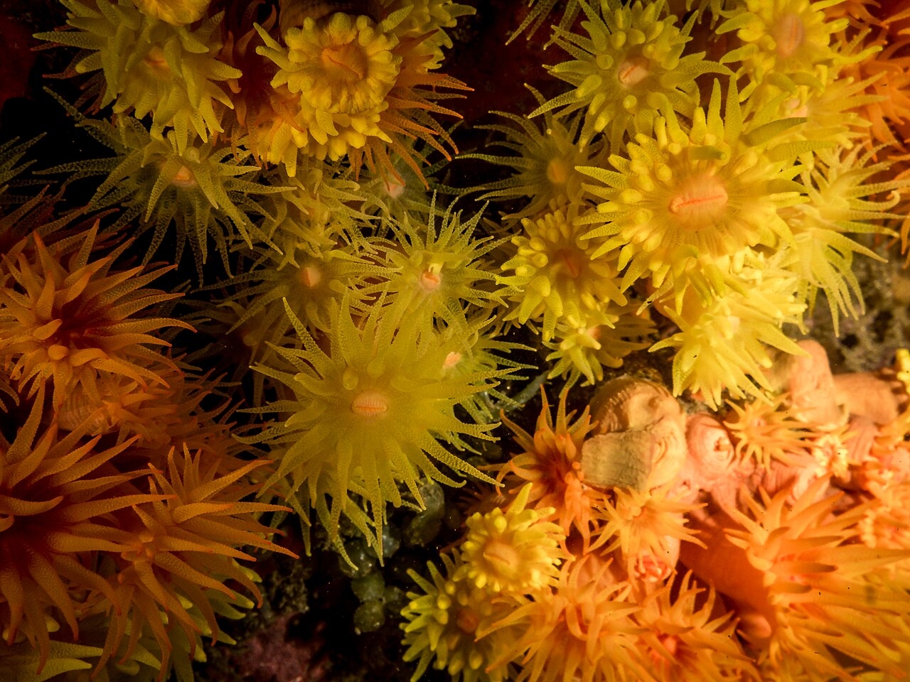 Pesquisadores observaram que as colônias de coral-sol podem liberar larvas em decorrência do estresse causado pela remoção. Reprodução: Flipar