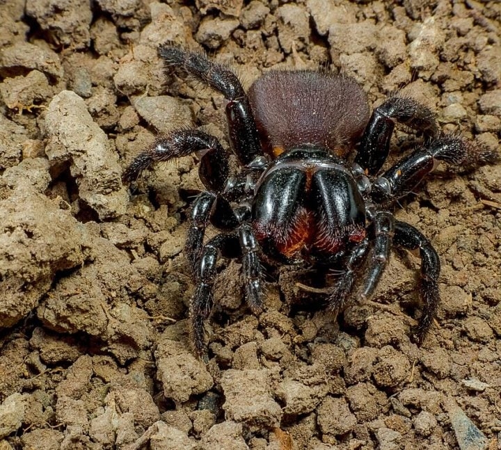 Aranha-rato (Missulena): Essa outra aranha australiana se esconde em tocas subterrâneas durante o dia e emerge à noite para caçar pequenos insetos e outros artrópodes. Reprodução: Flipar