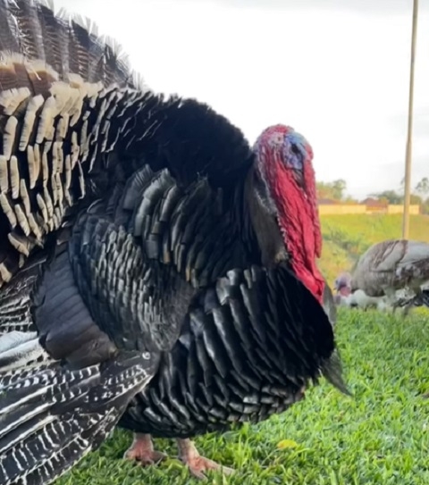 Entre as curiosidades sobre o peru, destaca-se sua visão, capaz de detectar cores com mais precisão do que os humanos. Reprodução: Flipar