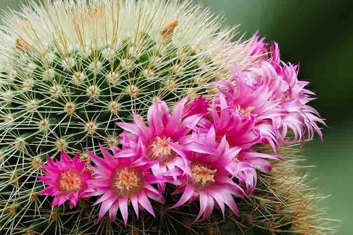 O Cacto Orbea, que é nativo da África do Sul, tem o ciclo de vida perene e é conhecido também como flor estrela ou cacto estrela-do-mar. Deve ser cuidado sob pleno sol ou meia sombra, em solo arenoso, drenado e enriquecido com matéria orgânica e irrigado abundantemente, mas não constantemente. Reprodução: Flipar