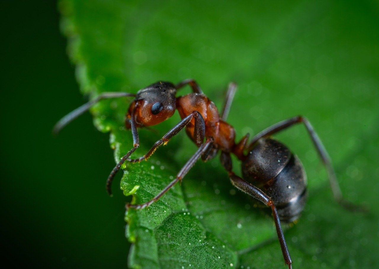 As formigas conseguem erguer folhas de até 20 vezes o seu próprio peso. Trabalham muito e são tão antigas quanto os dinossauros. Vivem no planeta há 130 milhões de anos.  Reprodução: Flipar