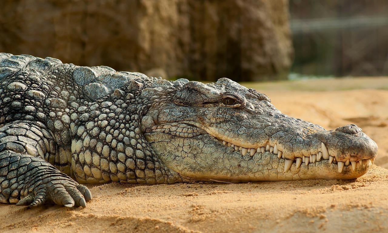 O nome crocodilo vem do grego-  kroké (pedra) e drilos (gusano, verme). Surgiu depois que gregos observaram crocodilos sobre bancos de areia e na margem dos rios, imóveis como pedras.