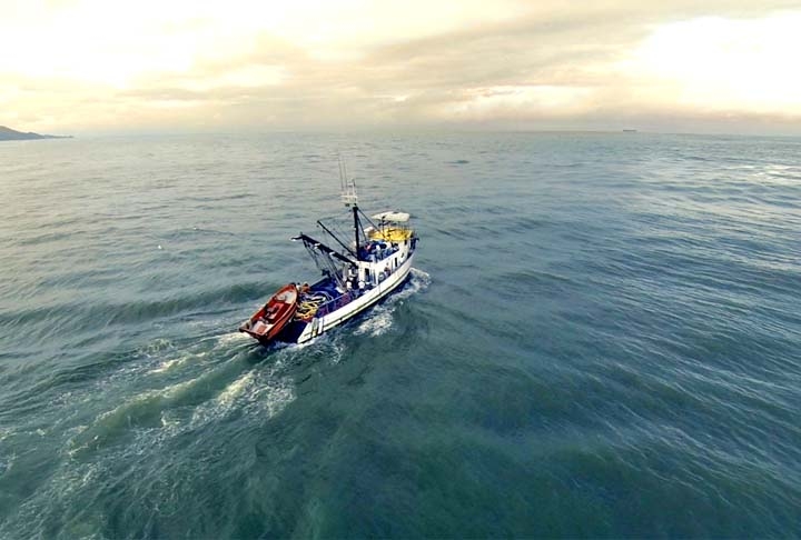 No Mediterrâneo, muitos pescadores enfrentam dificuldades com a necessidade de navegar mais longe para capturar atuns, devido à alteração das rotas migratórias. Reprodução: Flipar