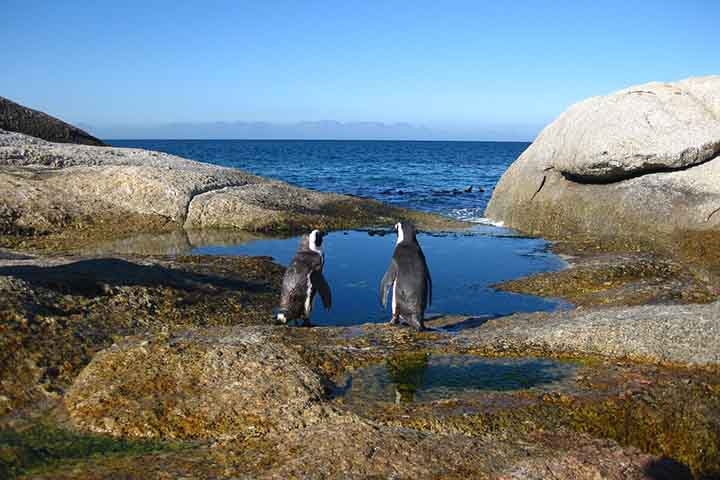 O cabo da Boa Esperança ou primitivamente conhecido como cabo das Tormentas localiza-se a sul da Cidade do Cabo e a oeste da baía Falsa, na província do Cabo Ocidental, na África do Sul. Reprodução: Flipar