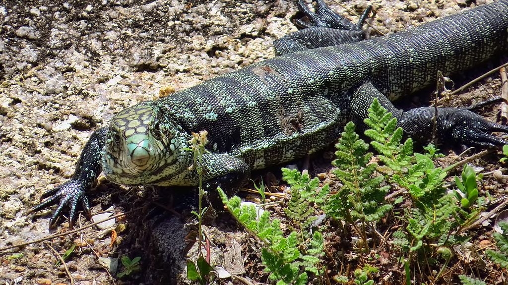 Embora sejam mantidos como pets em alguns lugares, são lagartos que podem ser agressivos quando se sentem ameaçados. Exigem um ambiente amplo e uma dieta variada e balanceada. A interação com humanos pode ser treinada, mas o animal não é “domesticável” no sentido estrito.
 Reprodução: Flipar