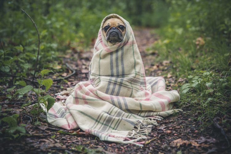 A competição, que escolhe as fotos de pets mais divertidas, anunciou os vencedores nesta sexta-feira (11/08).