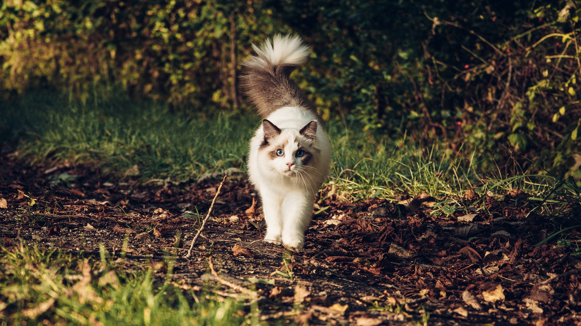 A personalidade do Ragdoll costuma ser comparada a dos cachorros. Foto: Husqqqy/Unsplash