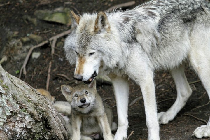 Uma curiosidade é que os filhotes de lobos nascem cegos e surdos e permanecem assim por vários dias, dependendo dos adultos da matilha para proteção e alimento. Reprodução: Flipar