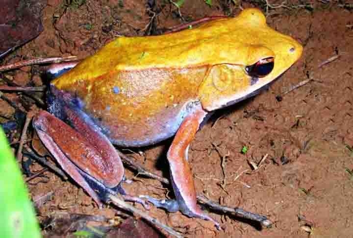 “Os portugueses introduziram o termo ‘rã’ aqui no Brasil para um bicho que não é rã de verdade, mas é semelhante. As nossas rãs, chamadas de jias ou caçotes, pertencem à família Leptodactylidae, cujas espécies são comuns na América do Sul e Central”, afirma Carlos Jared.  Reprodução: Flipar