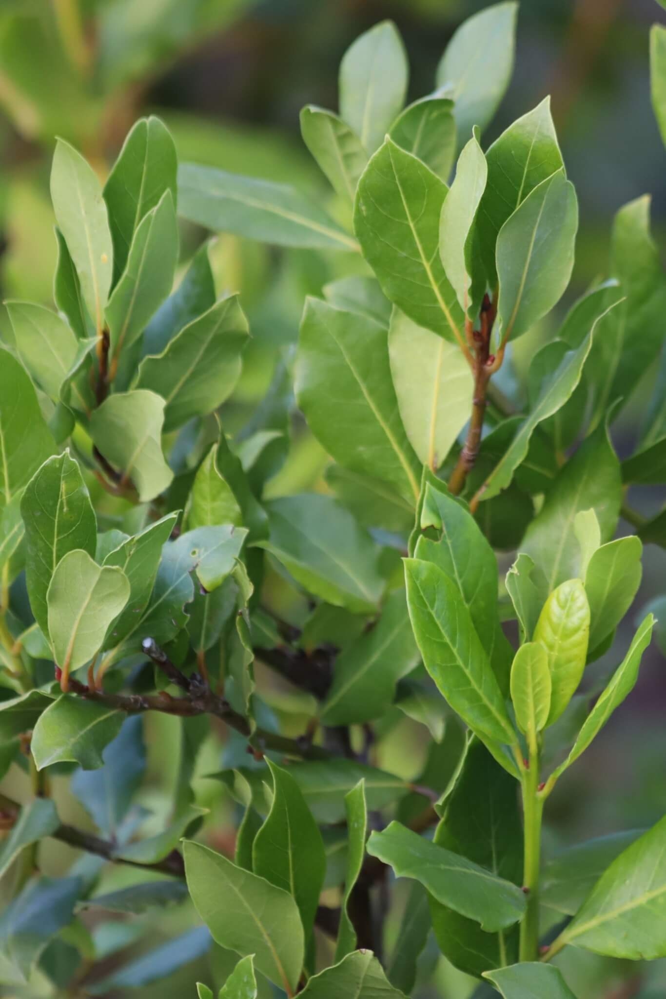 2. Simpatia para afastar mau-olhado No período da manhã, coloque três dentes de alho, uma rodela de cebola e uma folha de louro dentro de uma xícara de chá. Deixe tudo em um lugar bem alto da sua casa. No final do dia, jogue tudo no lixo, exceto a xícara, que poderá ser lavada e usada como de costume. Reprodução: EdiCase