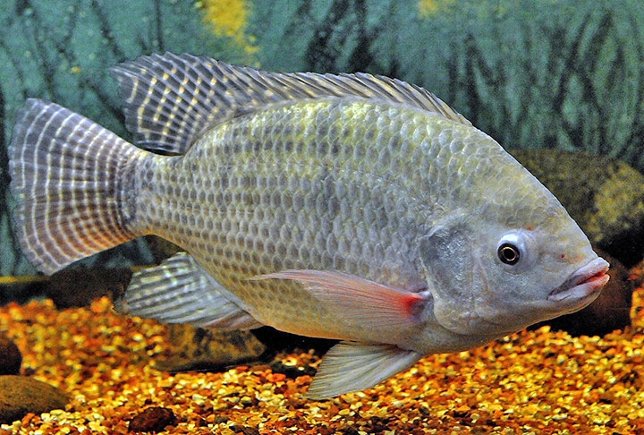 Tilápia: Costuma ser indicada para quem busca nutrientes, vitaminas, minerais e baixa densidade calórica. É um dos peixes mais consumidos pelos brasileiros.  Reprodução: Flipar
