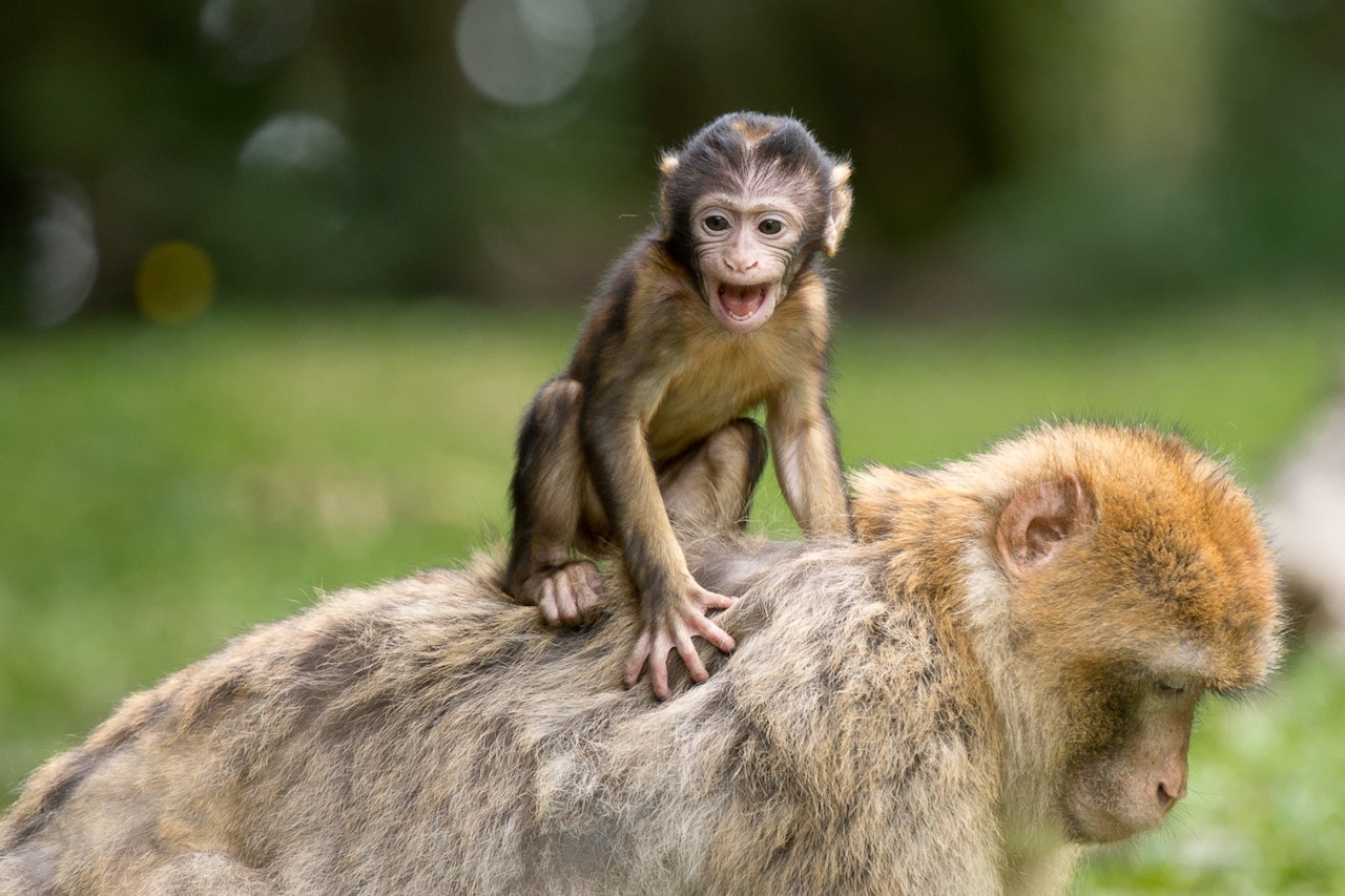 São Francisco de Assis é o santo padroeiro de todos os animais e da natureza