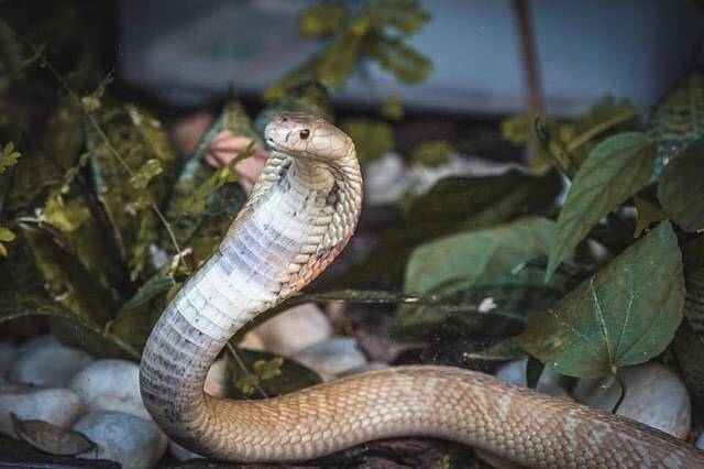 Ensaio fotográfico da cobra naja que picou estudante de 22 anos. Foto: Ivan Mattos/Zoo de Brasília