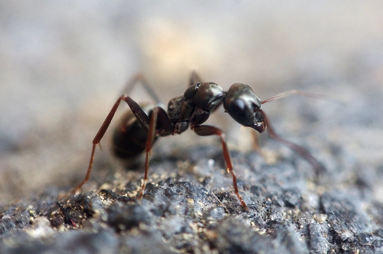 Esse invertebrado possui a maior massa cerebral entre os insetos. Umas ensinam às  outras o caminho para buscar alimentos e elas têm capacidade de resolver problemas em grupo. Curiosamente algumas espécies cultivam fungos. Reprodução: Flipar