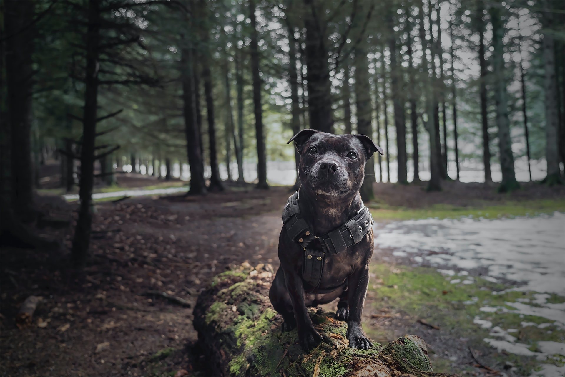 Staffordshire Bull Terrier. Foto: Martin Dalsgaard/Unsplash