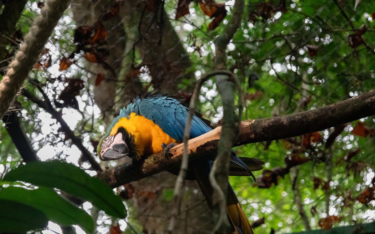 Araras-canindés voltam à Floresta da Tijuca após dois séculos de extinção. Foto: Divulgação/Flavia Zagury