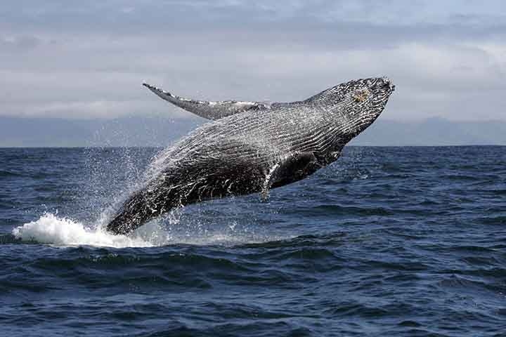 Apesar de se acreditar que a maioria da população de jubartes brasileiras realiza um movimento regular entre essas áreas, existem registros de algumas delas no Oceano Pacífico (costa do Equador) e no Oceano Índico (entre Moçambique e Madagascar),  Reprodução: Flipar