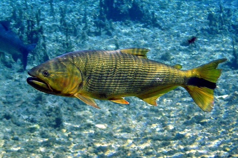 #8) Dourado: natural das bacias dos rios São Francisco e Paraná, o dourado pode atingir mais de 25 kg e alcançar 1 m de comprimento. Ele também se alimenta de peixes menores. Reprodução: Flipar