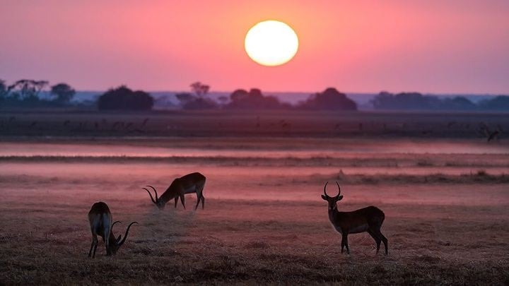 Animais selvagens no Parque Nacional Kafue, na Zâmbia. Foto: Reprodução/Instagram 25.08.2023