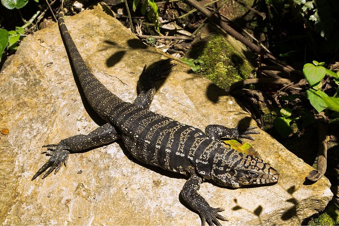 TEIÚ (Salvator merianae) - Origem: América do Sul, especialmente Argentina, Brasil, Uruguai e Paraguai. Vive em florestas, savanas e áreas rochosas, sendo muito comum no Brasil.  É justamente a espécie que acabou sendo detectada na Carolina do Sul, causando o alerta. 
 Reprodução: Flipar